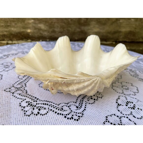 Vintage Small Clam Shell Beach Cottage Decor 6.5x5 - Picture 7 of 8
